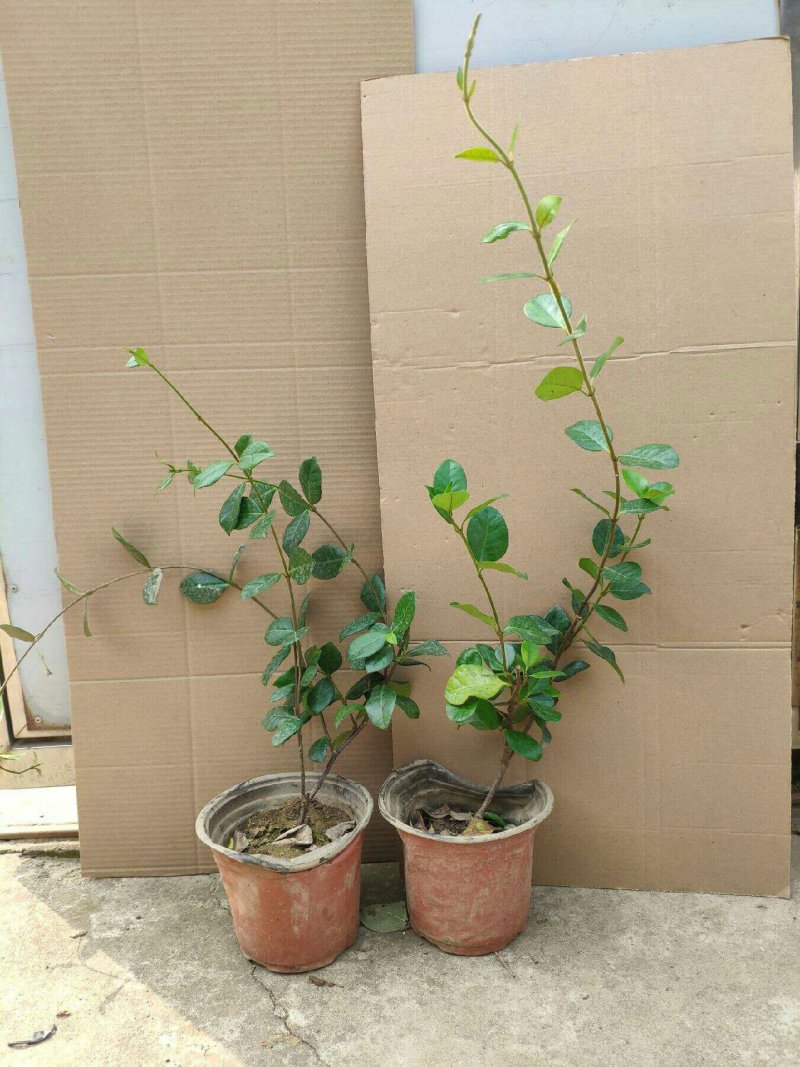 黄色白色风车茉莉银丝茉莉，明年开花，爬满院墙包活