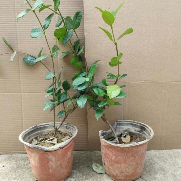 黄色白色风车茉莉银丝茉莉，明年开花，爬满院墙包活
