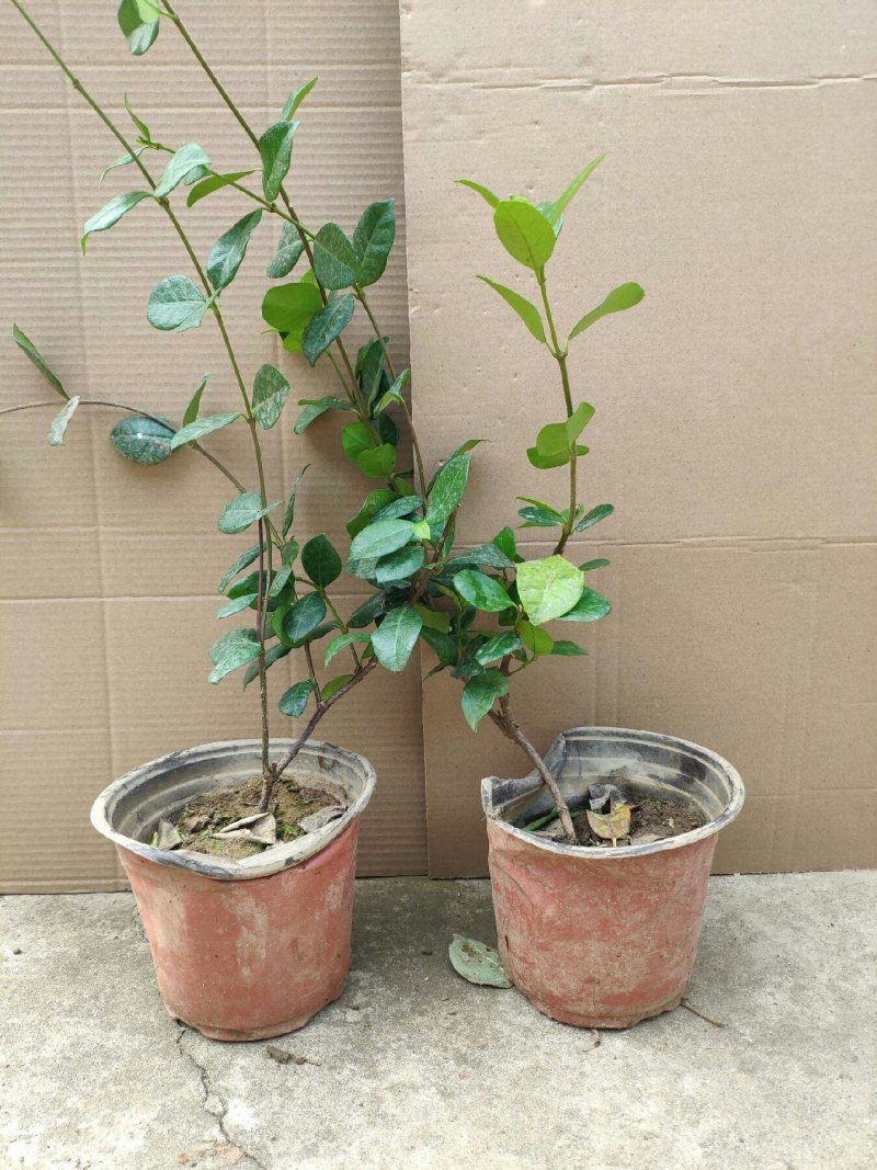 黄色白色风车茉莉银丝茉莉，明年开花，爬满院墙包活