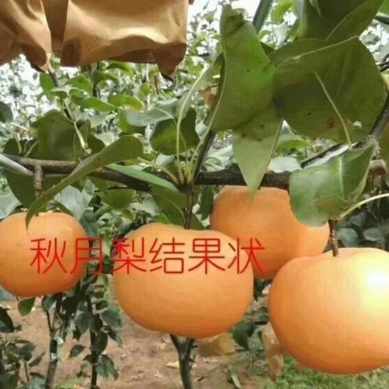 秋月梨苗志坚果树苗木江苏如皋