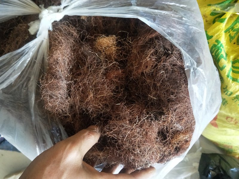 玉米须干货压件