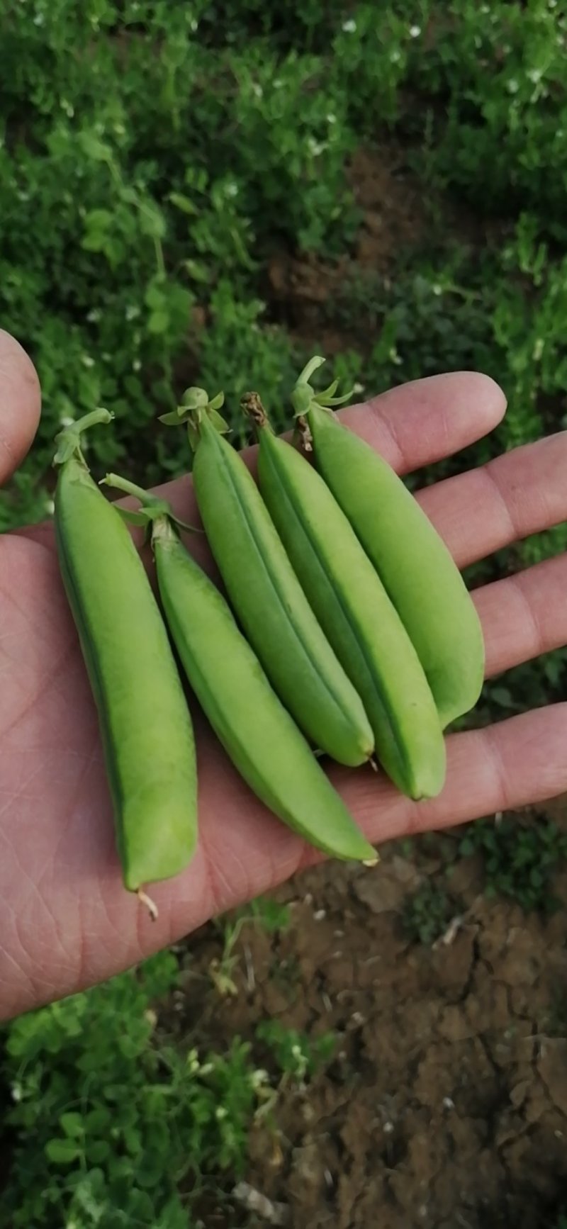 豌豆角大量上市，中碗九号，中碗六号，需要的联系！