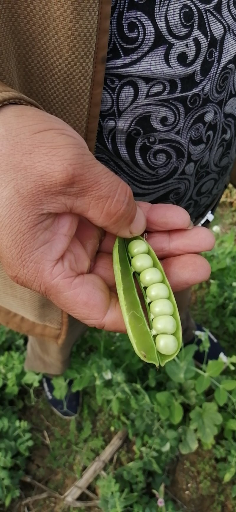 豌豆角大量上市，中碗九号，中碗六号，需要的联系！