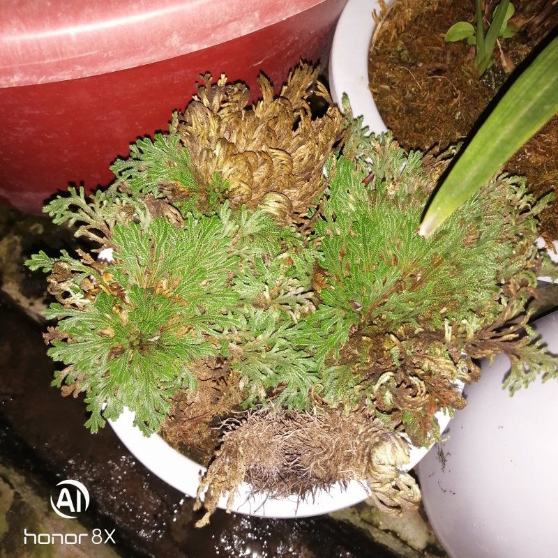 石花