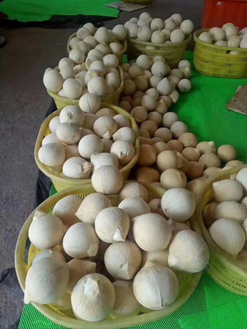 海南文昌椰子批发白光椰产地直销白椰皇椰青天天发货