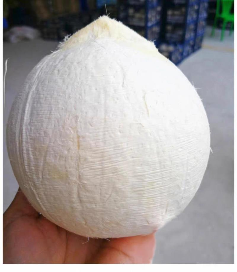海南文昌椰子批发白光椰产地直销白椰皇椰青天天发货