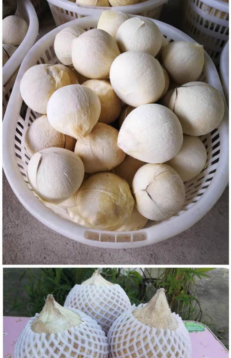 海南文昌椰子批发白光椰产地直销白椰皇椰青天天发货