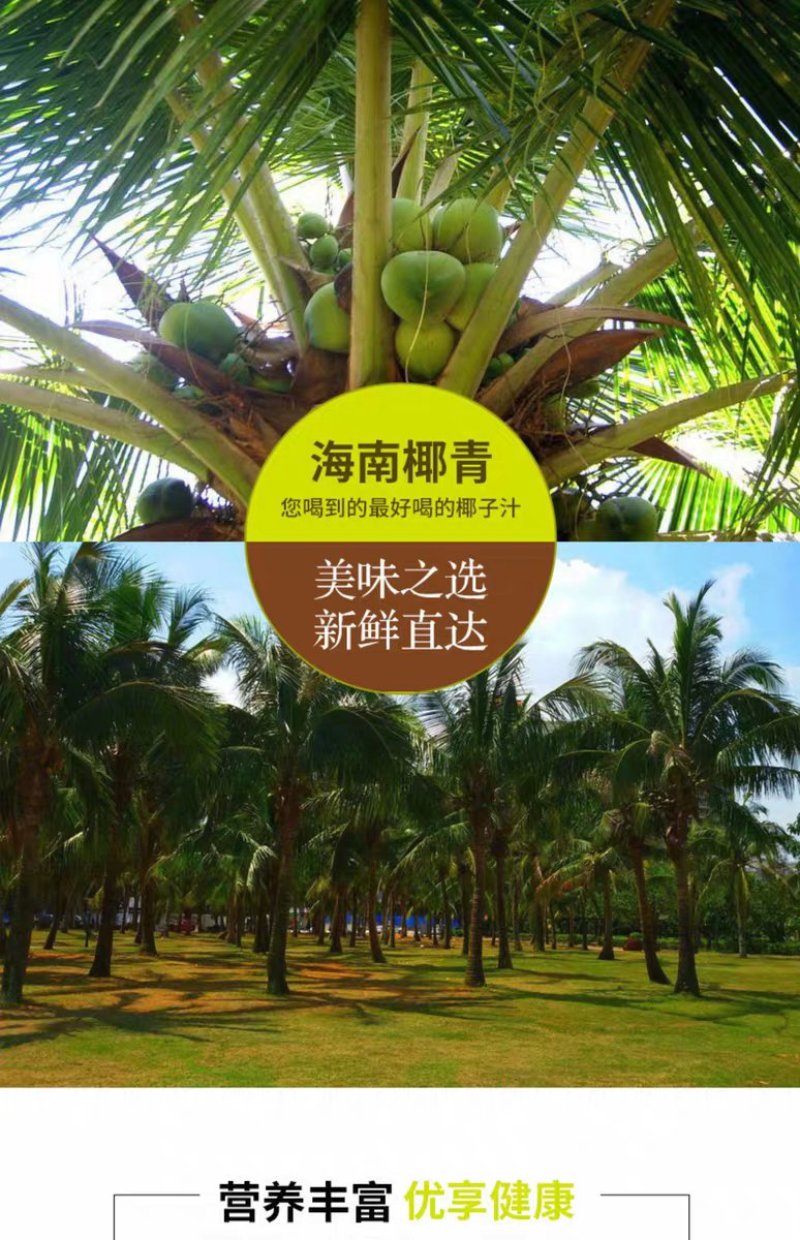 海南文昌椰子批发白光椰产地直销白椰皇椰青天天发货