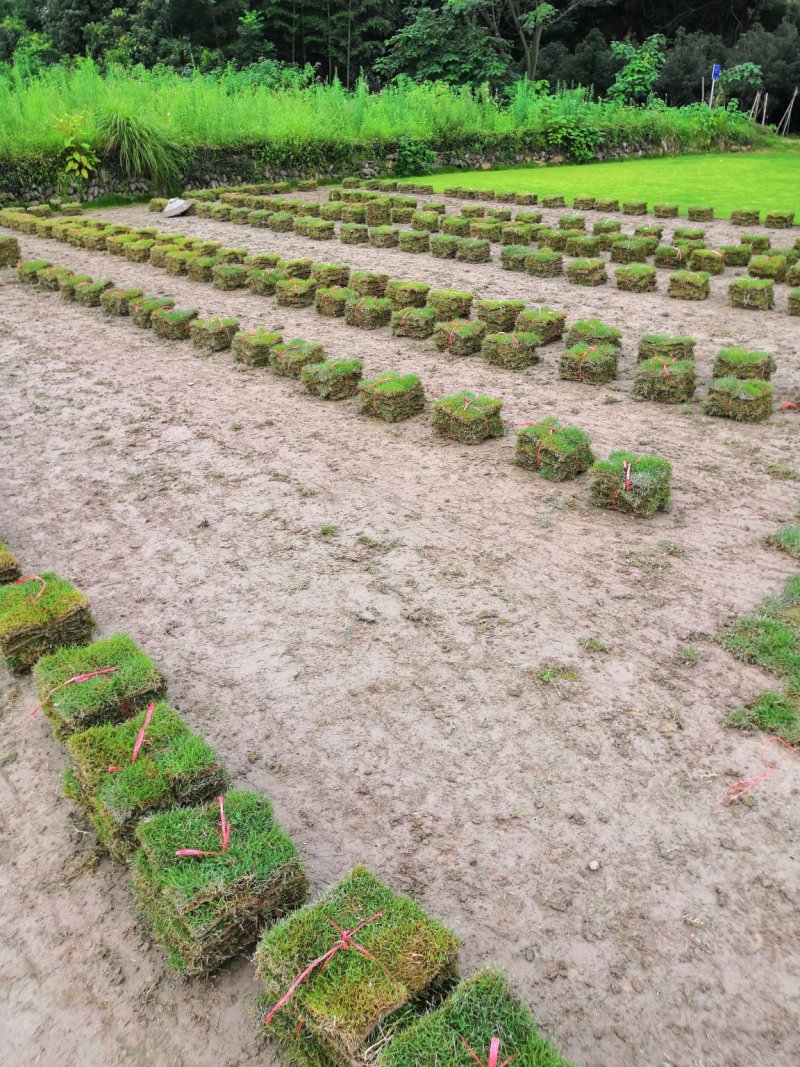 湖南怀化优质马尼拉草皮基地大量出售铺送一条龙服务