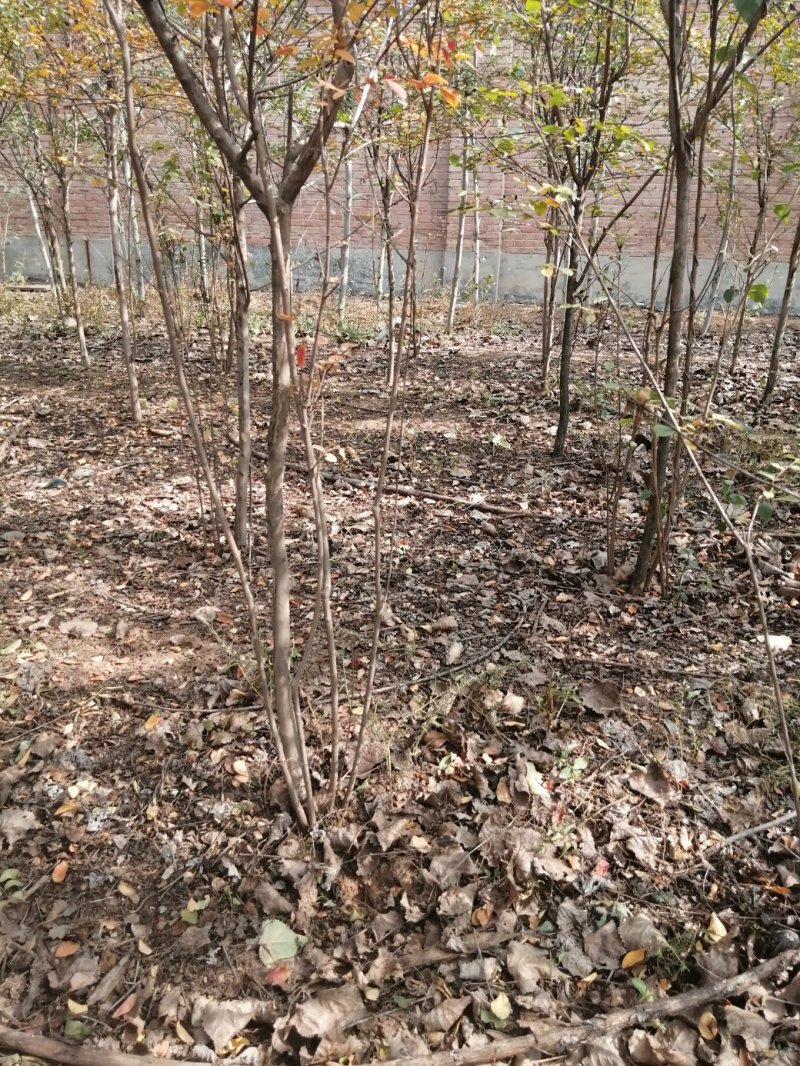 紫薇（百日红）