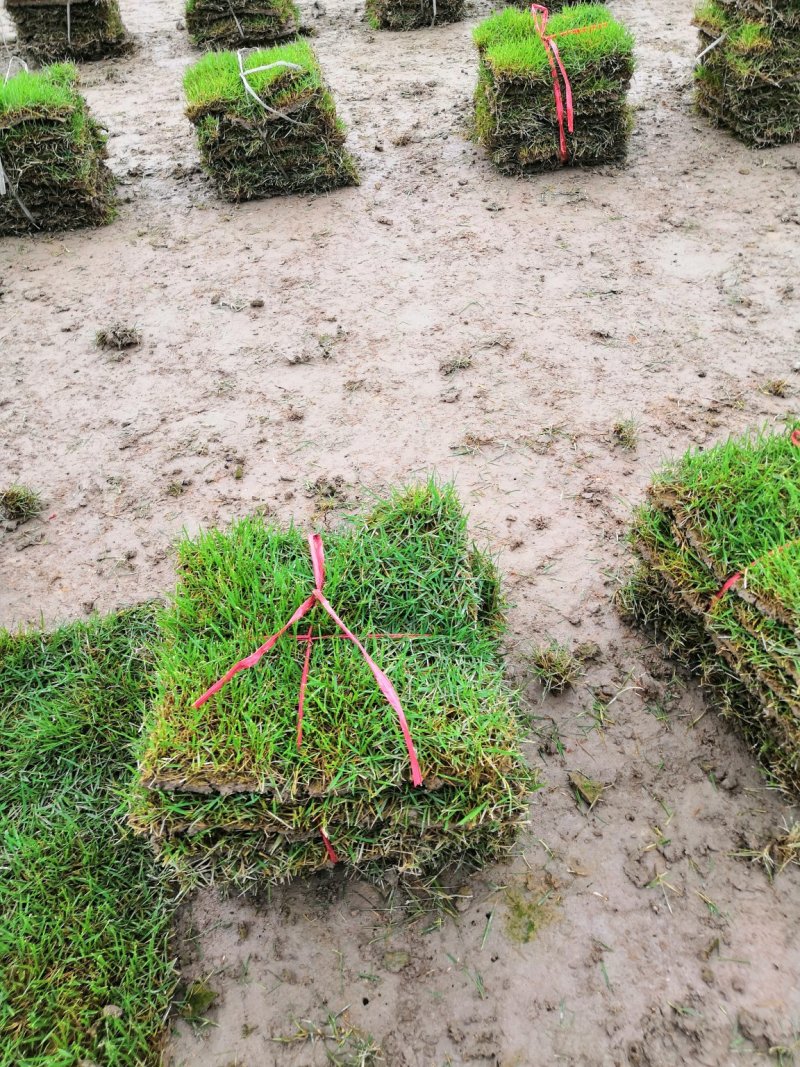 优质马尼拉草皮大量低价出售
