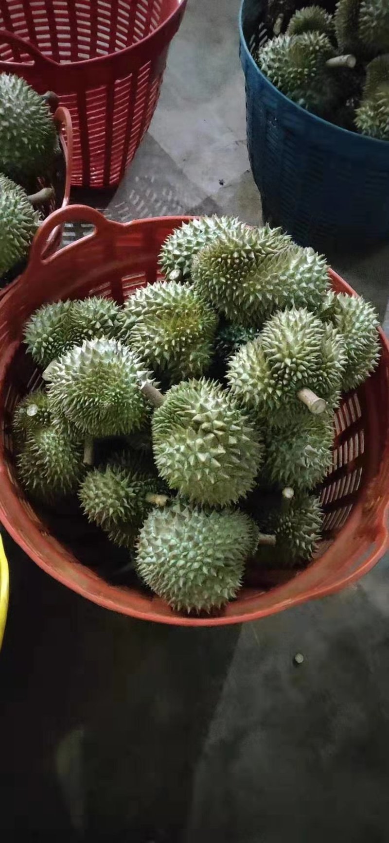 榴师傅泰国金枕头产地一手货源批发商直销批发代办