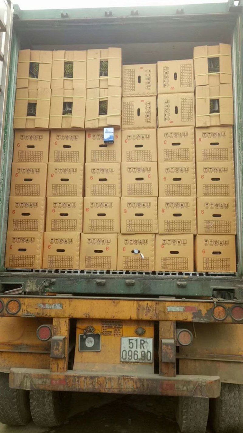 榴师傅泰国金枕头产地一手货源批发商直销批发代办