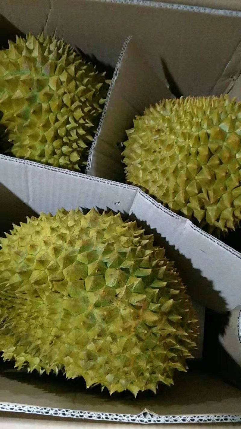 榴师傅泰国金枕头产地一手货源批发商直销批发代办