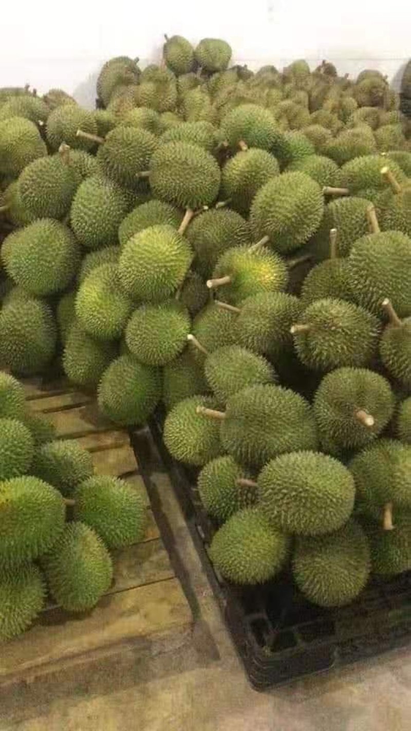 泰国东部金枕榴莲产地一手货源批发商直销批发可代办