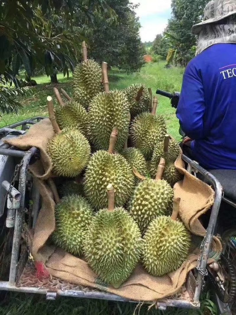 泰国东部金枕榴莲产地一手货源批发商直销批发可代办