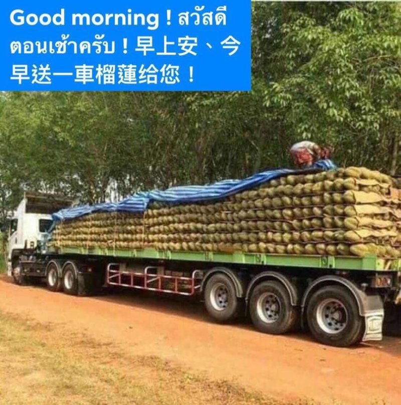 泰国东部金枕榴莲产地一手货源批发商直销批发可代办