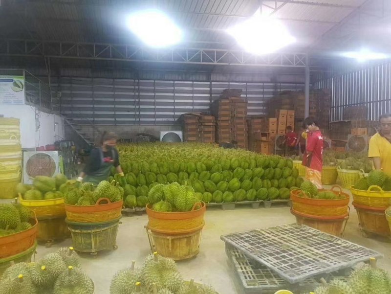 泰国东部金枕榴莲产地一手货源批发商直销批发可代办