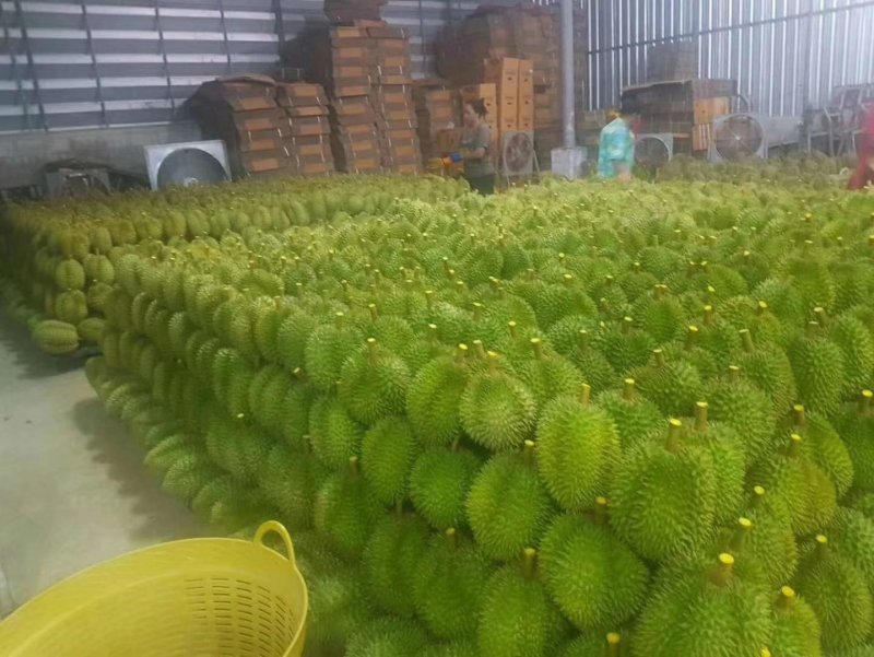 泰国东部金枕榴莲产地一手货源批发商直销批发可代办