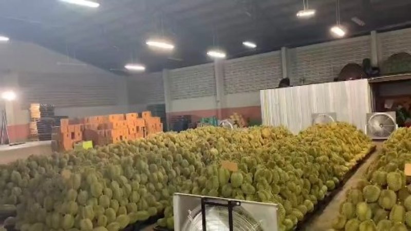 汤氏泰国金枕头榴莲产地一手货源批发商直销