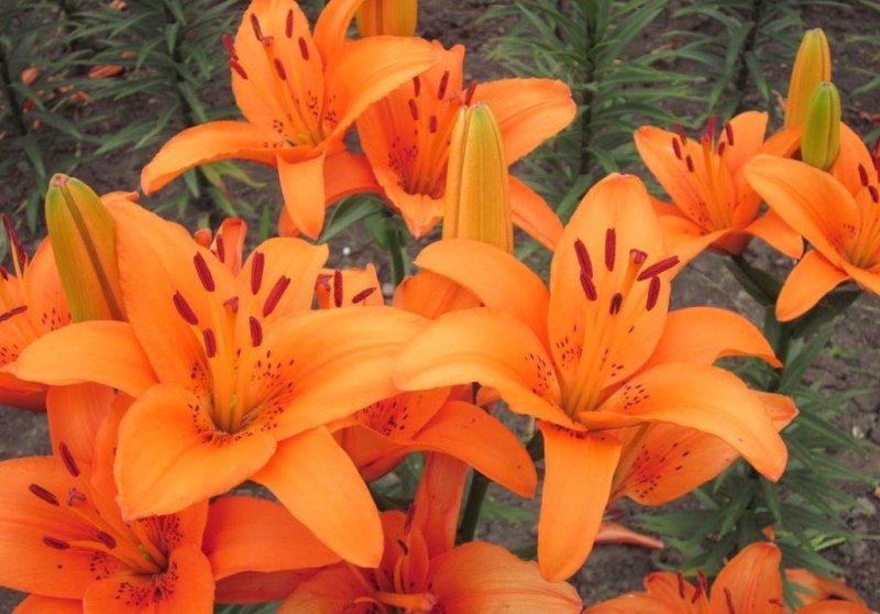 进口百合花种球重瓣进口百合四季种植花卉花海盆栽