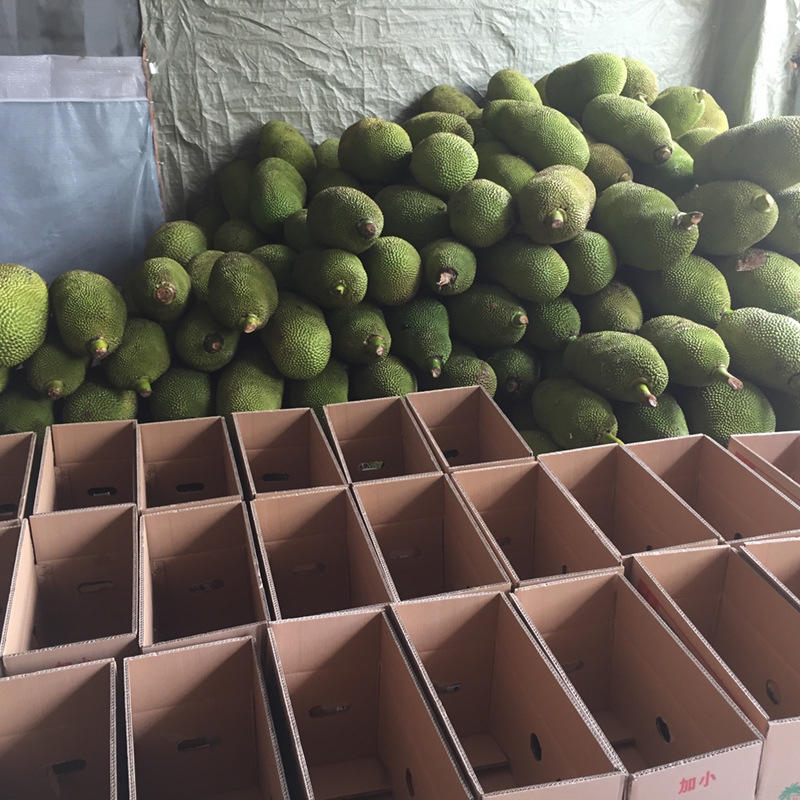 热带水果菠萝蜜，原产地发货货源充足，可视频看货