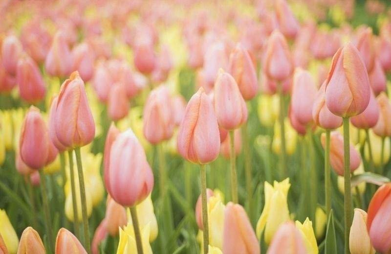 荷兰进口郁金香种球大球重瓣花卉盆栽水培植物室内外四季好养