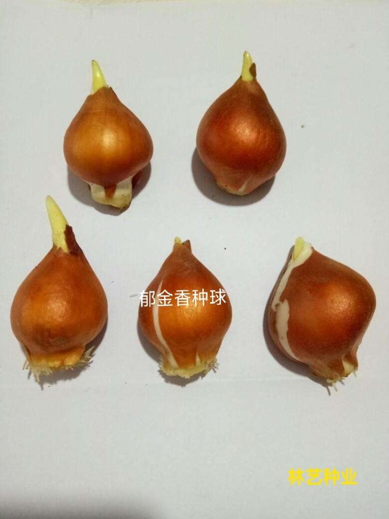 荷兰进口郁金香种球大球重瓣花卉盆栽水培植物室内外四季好养