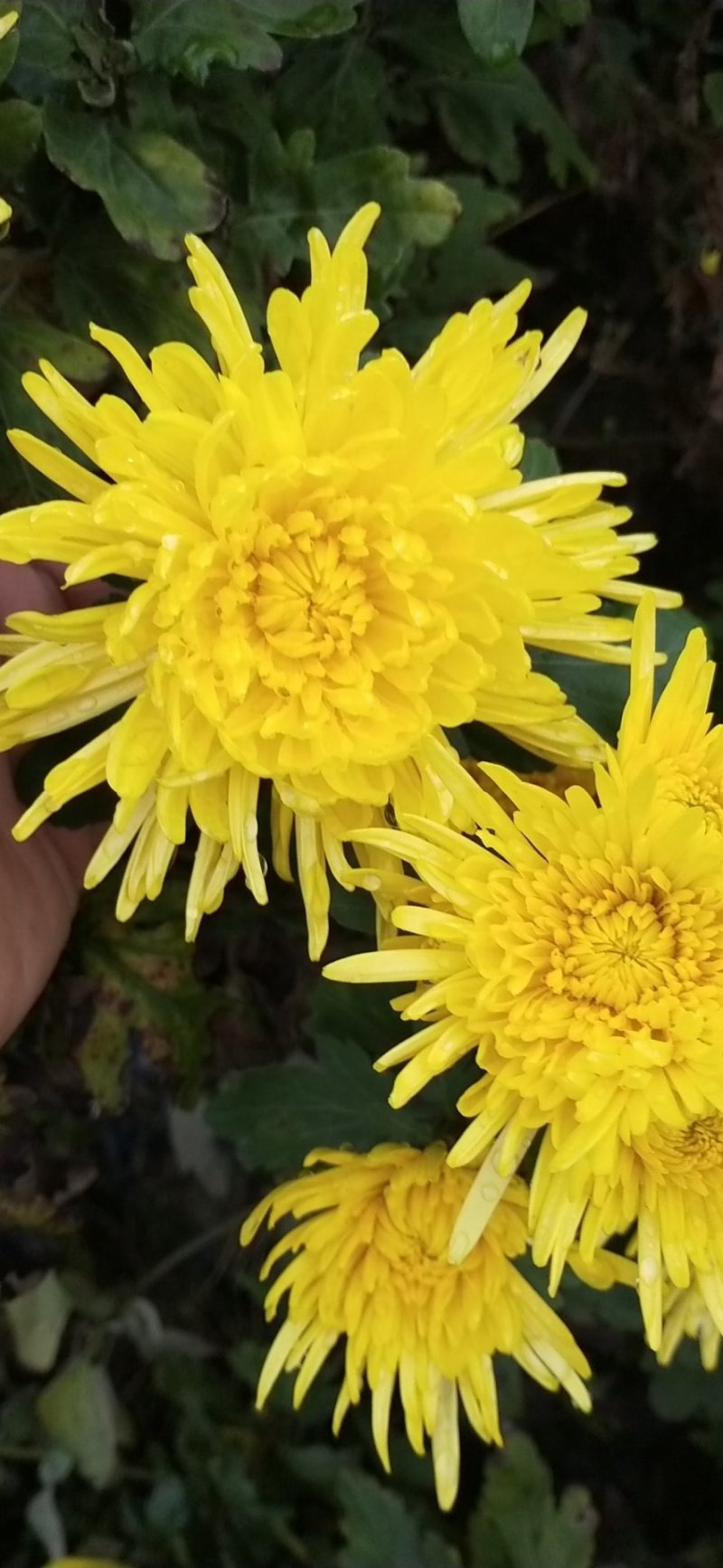 金丝皇菊