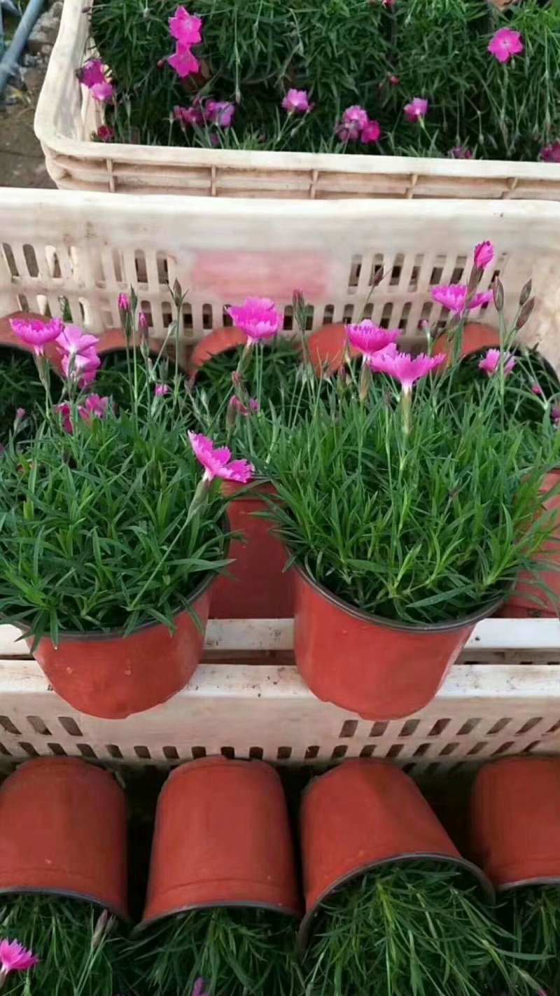 欧石竹开花草坪冬季耐寒四季开花