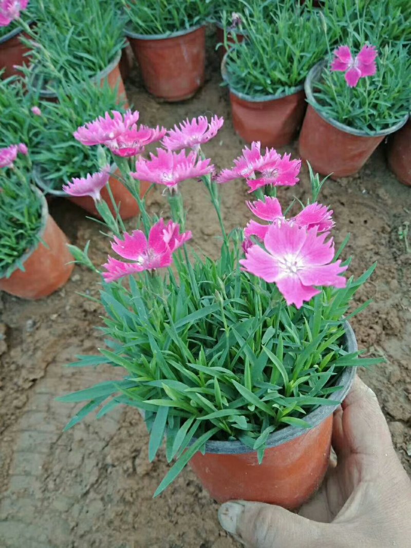 欧石竹开花草坪冬季耐寒四季开花