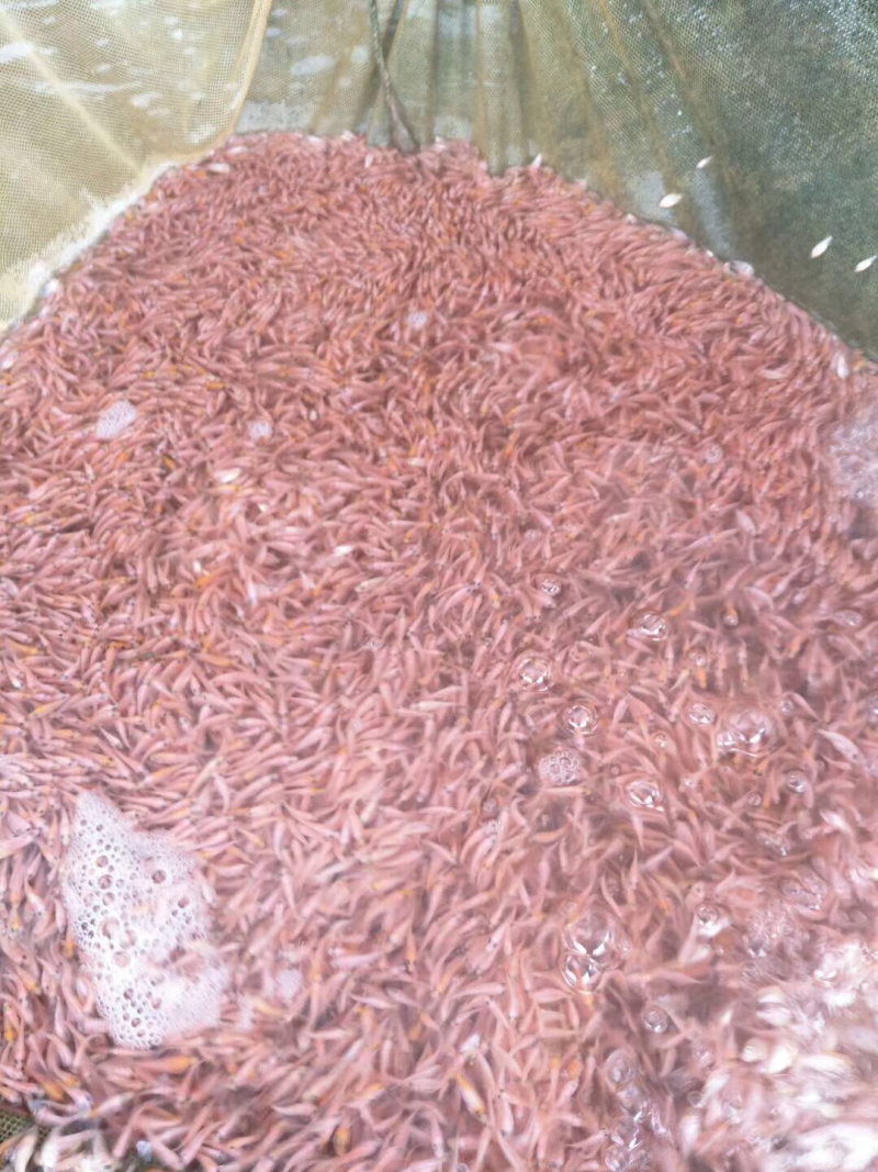 红罗非，彩虹雕