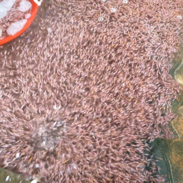 红罗非，彩虹雕