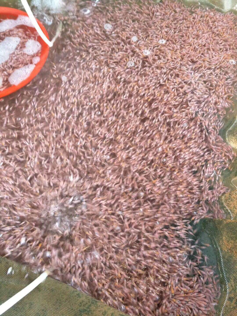 红罗非，彩虹雕