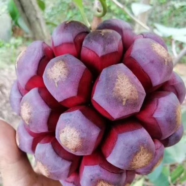 黑老虎苗，布福娜树苗，长寿果苗