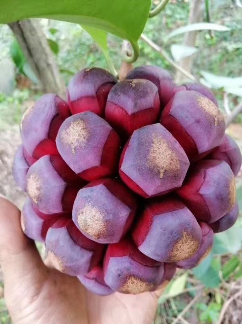 黑老虎苗，布福娜树苗，长寿果苗