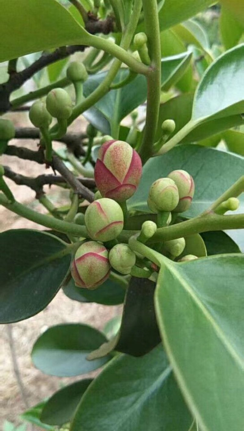 黑老虎苗，布福娜树苗，长寿果苗