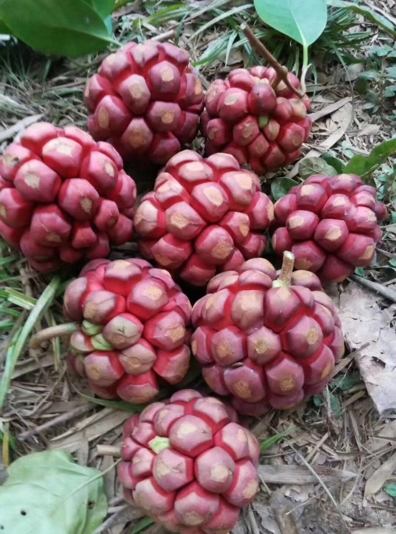 黑老虎苗，布福娜树苗，长寿果苗