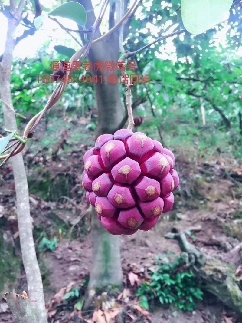 黑老虎苗，布福娜树苗，长寿果苗