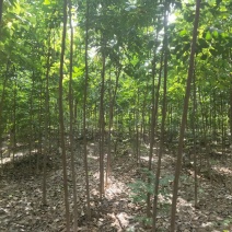 栾树