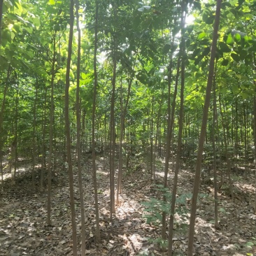 栾树
