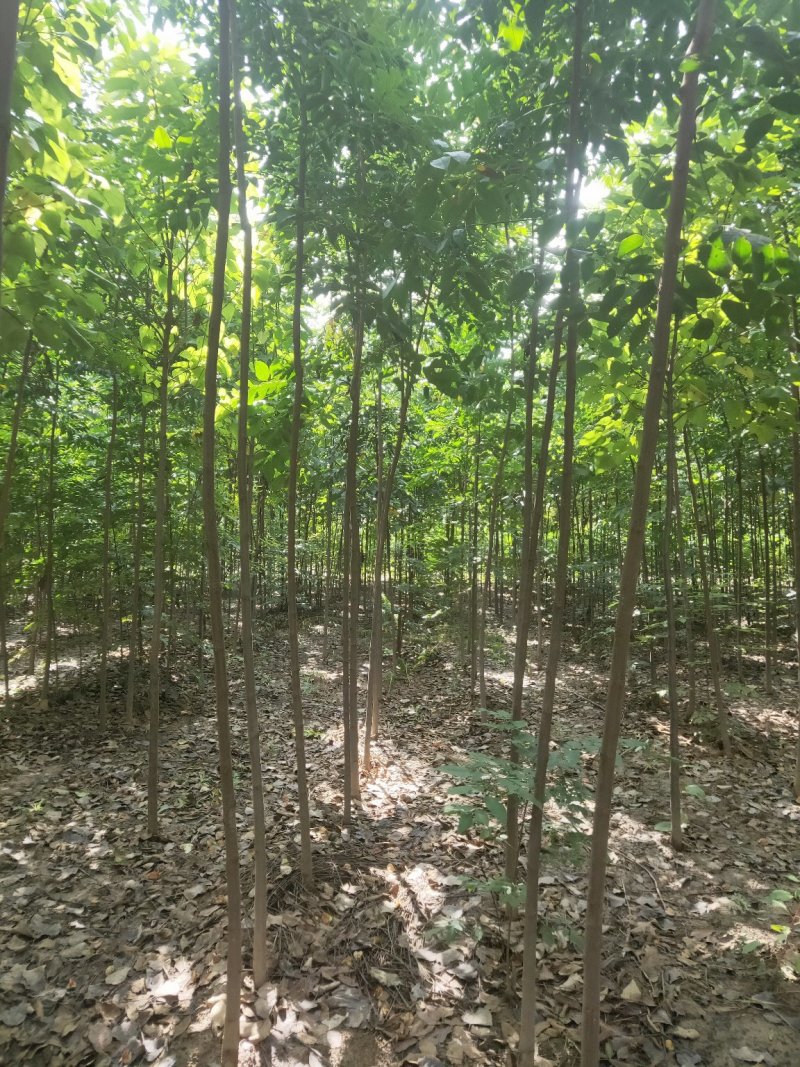 栾树