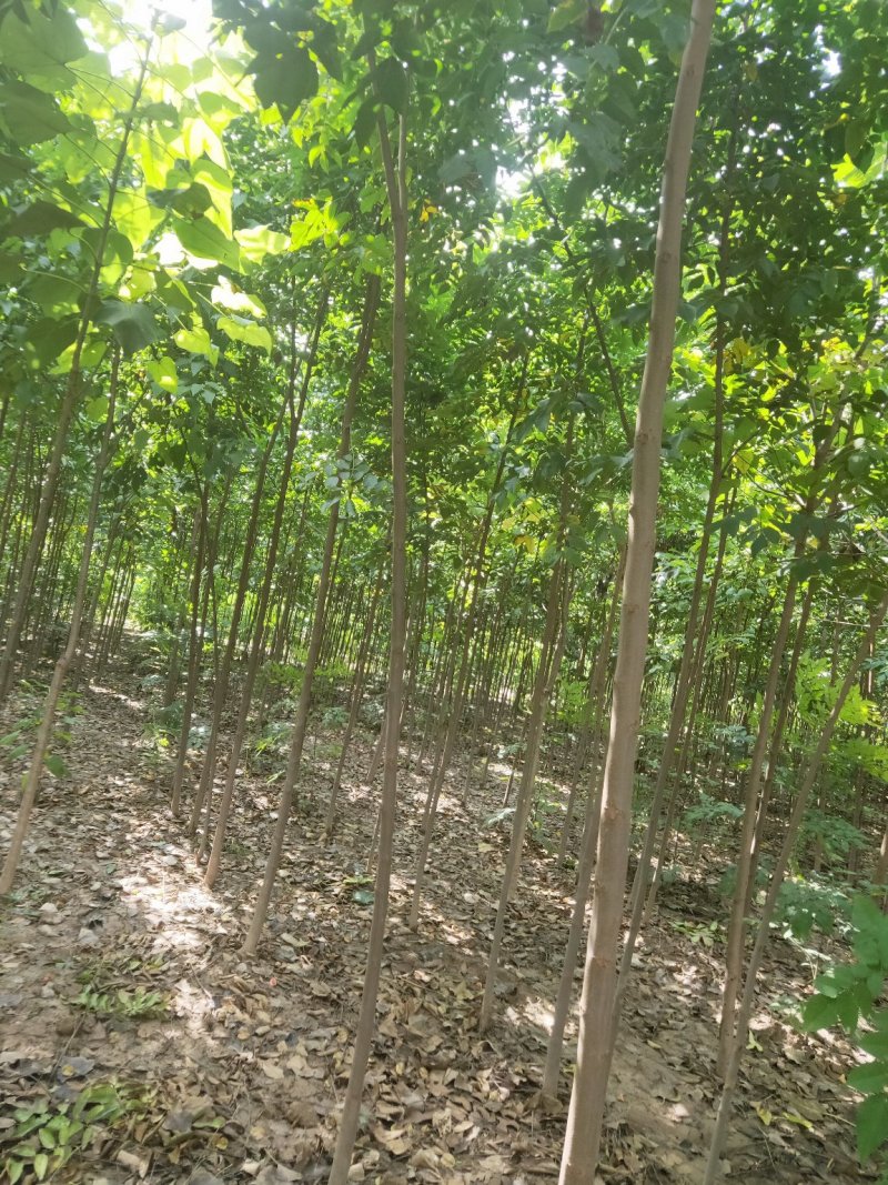 栾树