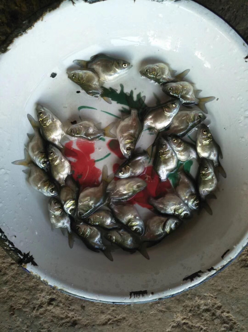 缩骨大头，全国发货，质量优先