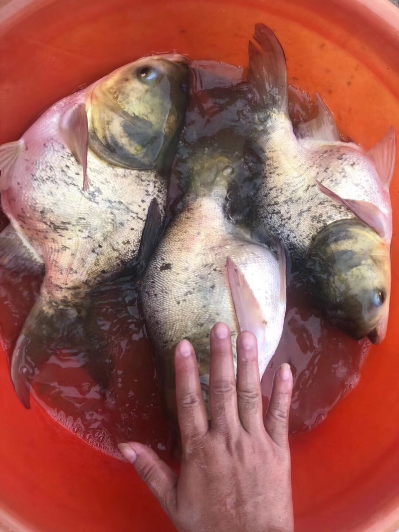 缩骨大头，全国发货，质量优先