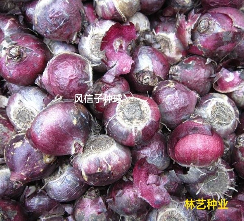 风信子种球洋水仙易活土培水培植物绿植花海盆栽室种植