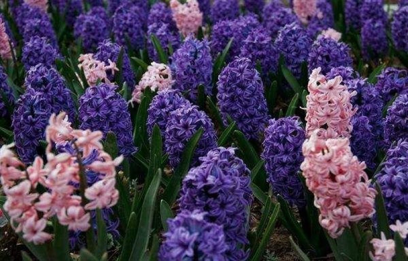 风信子种球洋水仙易活土培水培植物绿植花海盆栽室内外种