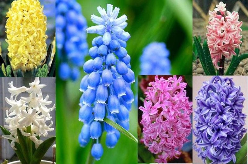 风信子种球洋水仙易活土培水培植物绿植花海盆栽室内外种