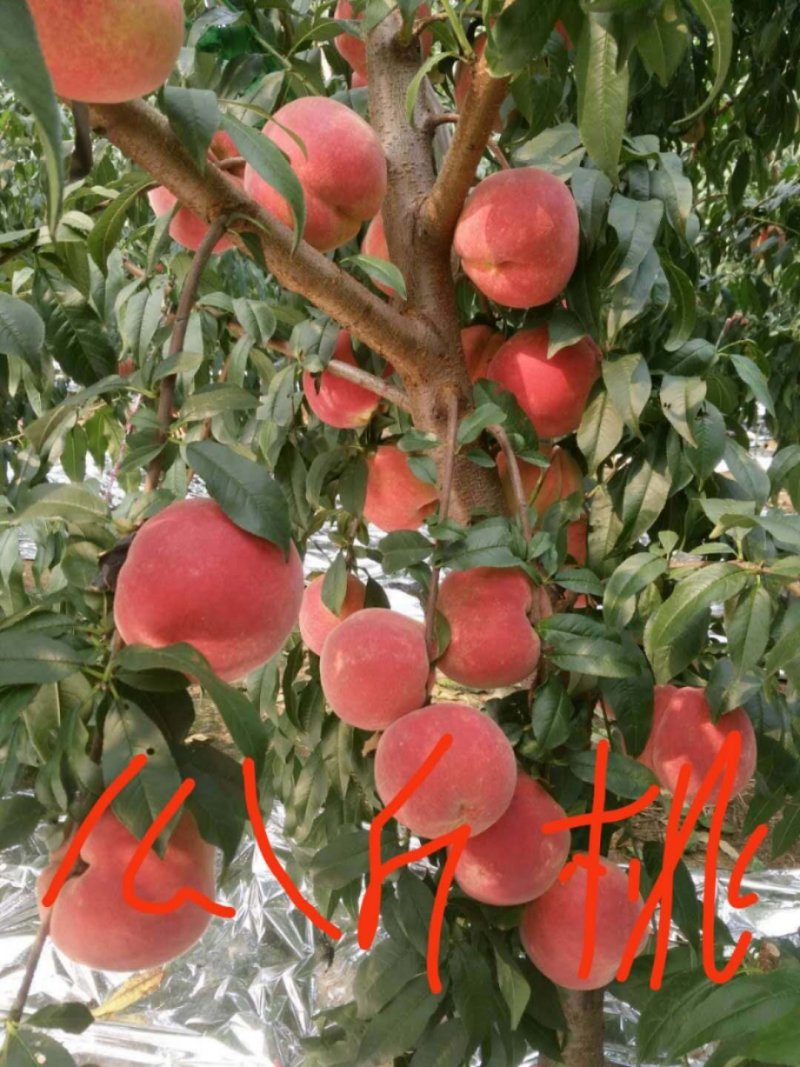 晚红脆桃树苗，金秋红蜜桃苗，糖度高耐储存