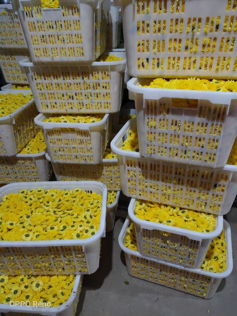 店长推荐精品婺源皇菊自产自销质量保证产地现货量大从优欢迎